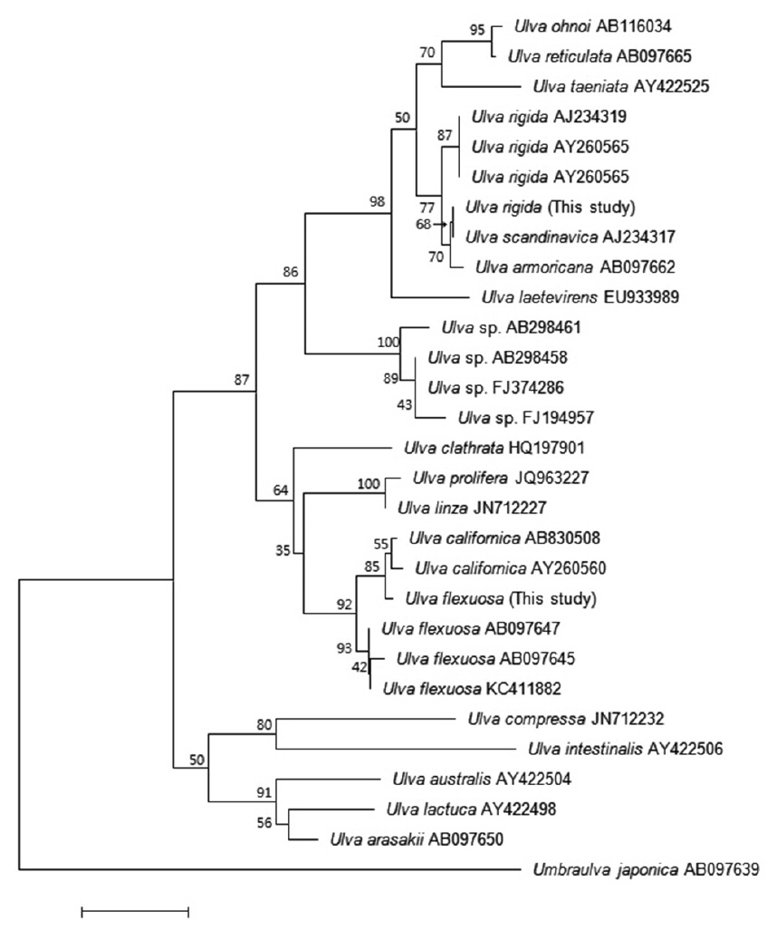 Phylogenetic tree of selected taxa obtained from neighbor-joining analysis based on ITS sequences. Bootstrap percentages (1000 replicates samples) are shown above branches. Scale bar = 0.02 substitutions/site.