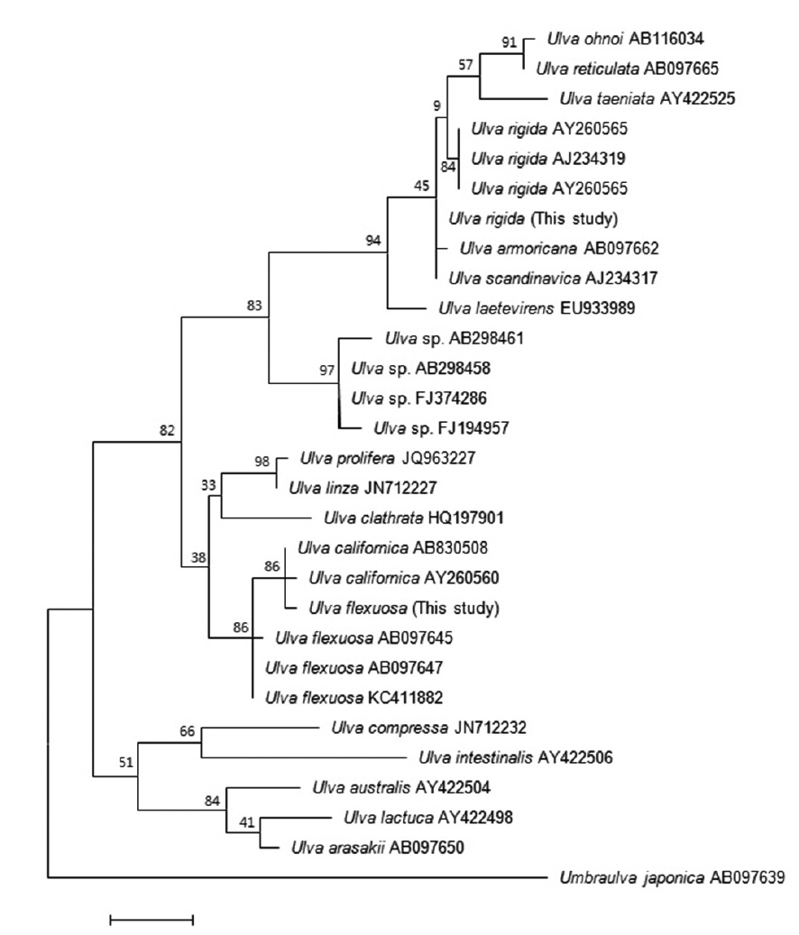 Phylogenetic tree of selected taxa obtained from maximum-likelihood analysis based on ITS sequences. Bootstrap percentages (1000 replicates samples) are shown above branches. Scale bar = 0.02 substitutions/site.