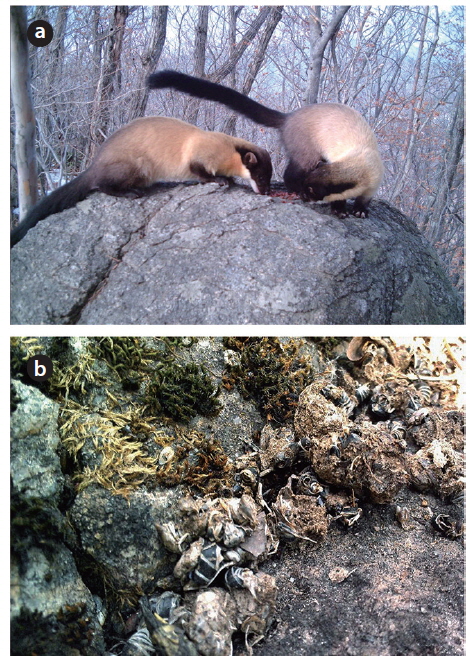 Two yellow-throated martens, Martes flavigula (a), and their feces (b) in Jirisan National Park of South Korea.