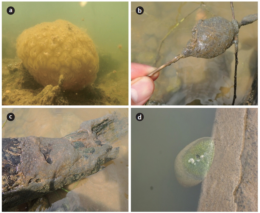 Pictures of Pectinatella magnifica attached to various substrate materials. (a) stone, (b) macrophyte, (c) branch, and (d) concrete at the study sites.