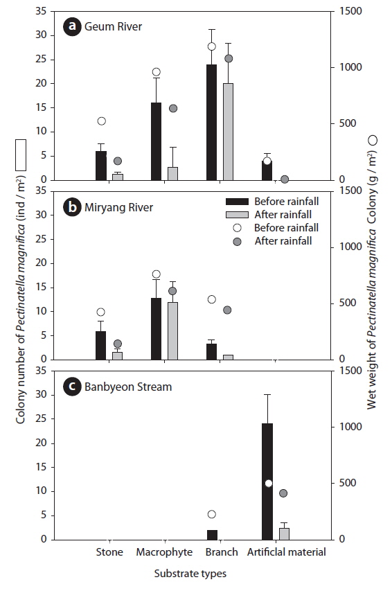 Abundance of Pectinatella magnifica on each substrate type (stones, macrophytes, branches, and artificial material) before and after rainfall.