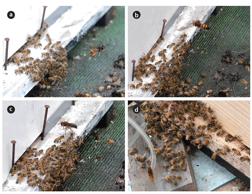 Foraging for honeybees by Vespa species in front of the hive entrance. (a) Vespa velutina, (b) V. ducalis, (c) V. dybowskii, (d) V. simillima.