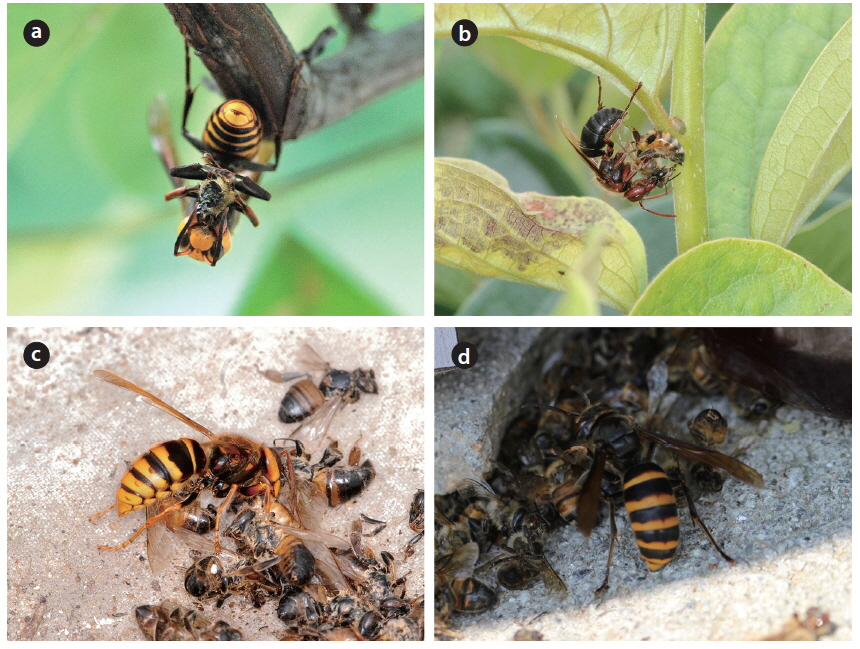 Vespa species predation on honeybees in the apiary. Foraging for live honeybees by Vespa mandarinia (a), V. dybowskii. (b), V. simillima (c) and V. analis (d) selecting fresh honeybees but not rotten ones among honeybee carcasses.