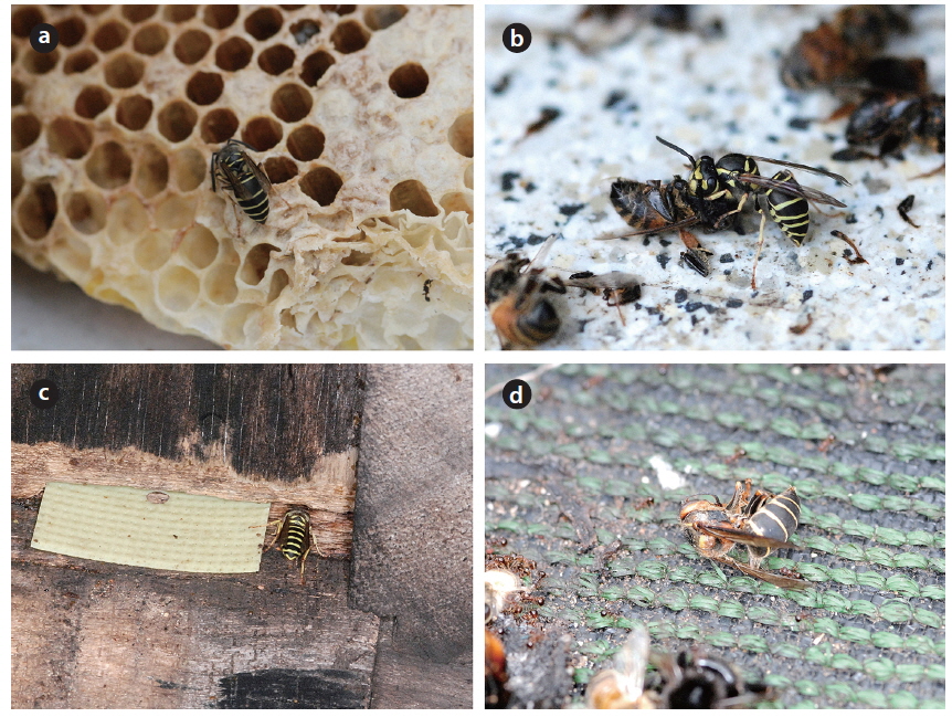 Vespula and Dolichovespula species visiting the apiary. (a) Vespula flaviceps stealing honey from an abandoned comb, (b) Vl. flaviceps making a meat-ball from a dead honeybee, (c) Vl. koreensis stealing honey from a weak beehive, (d) Dead Dolichovespula kuami in front of a beehive.