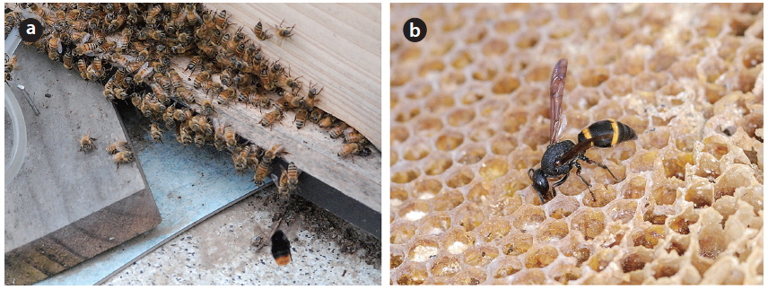A bumble bee and potter wasp visiting the apiary. (a) Bombus ignitus hovering in front of a beehive, (b) Orancistrocerus drewseni eating honey left in abandoned combs.