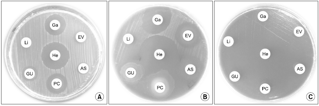 Antimicrobial activity of the ethanol extract of natural herbal and mouth rinsing solutions against the growth of Streptococcus mutans by agar diffusion assay. (A) 0.4 mg/disk, (B) 0.8 mg/disk, (C) 5 mg/disk. He: Hexamedine, Ga: Garglin, Li: Listerine, GU: Glycyrrhiza uralensis, PC: Psoralea corylifolia, AS: Asa rum sibodii Miquel, EV: Erythrina variegata.