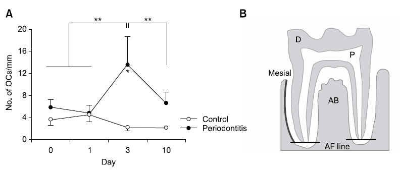Osteoclast formation. (A) Osteoclast number in mesial alveolar bone surface. (B) Region of interest for osteoclast counting (black line). The results are expressed as the mean±standard error. *Significant difference between control and periodontitis group (p<0.05). **Significant difference (p<0.05). OC: osteoclast, AB: alveolar bone, AF: apical foramen, D: dentine, P: pulp.