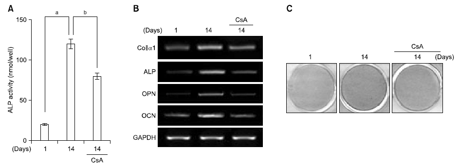 The effect of calcineurin inhibitor cyclosporin A (CsA) on osteogenic medium (OS)-induced osteoblastic differentiation. Differentiation was assessed by (A) alkaline phosphatase (ALP) activity, (B) reverse transcription-polymerase chain reaction, and (C) alizarin red staining. ap＜0.05 compared to the control, bp＜0.05 compared with OS-treated. Data are representative of three independent experiments. ColIα1: collagen Iα1, OPN: osteopontin, OCN: osteocalcin, GAPDH: glyceraldehyde-3-phosphate dehydrogenase.
