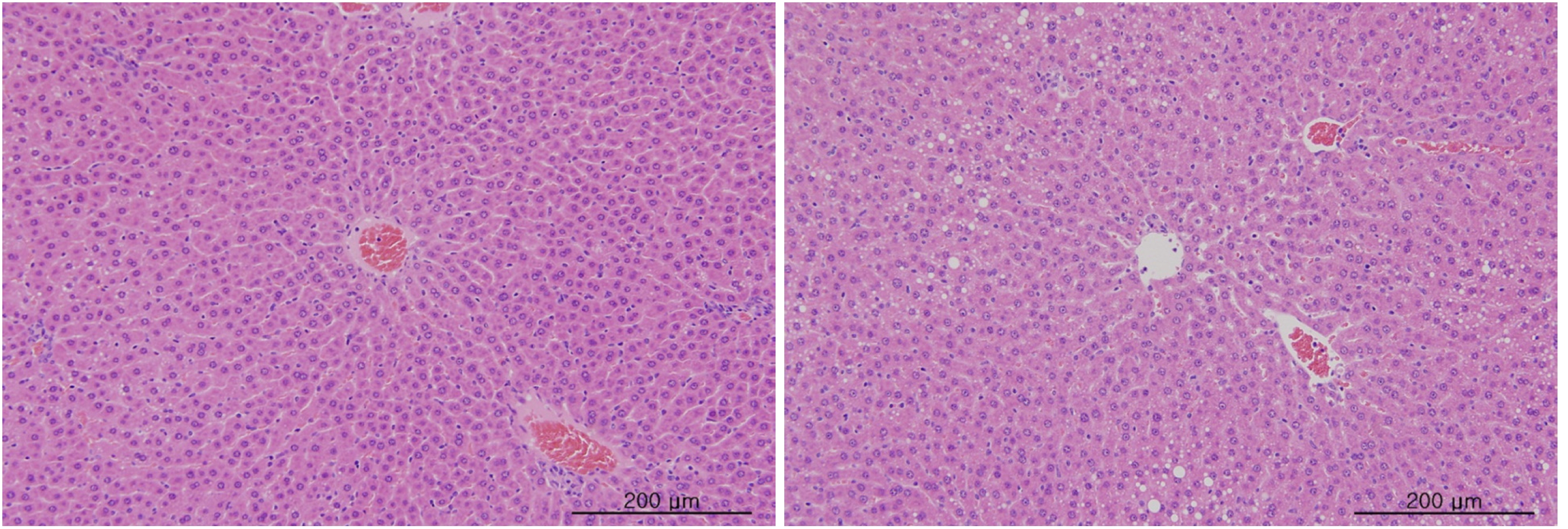 Tissue from a liver in the intravenous single-dose toxicity study on the injection of WSGP in SD rats.