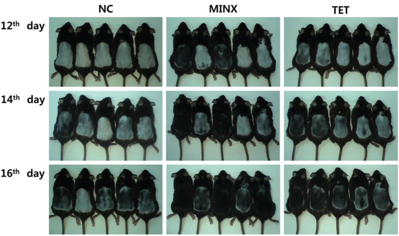 Effects of TET on hair re-growth in C57BL/6 mice.