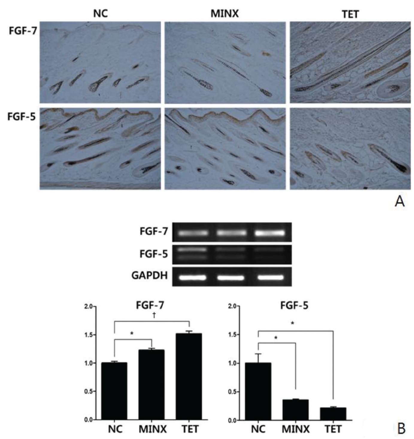 Induction by TET of growth factors that play important roles in hair follicle development.