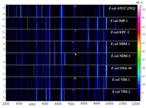 Gel view of a susceptible strain type with carbapenem resistant E. coli isolates. The gel view shows all of the loaded spectra files arranged in a pseudo-gel like style. The x-axis records the m/z values from 2000 to 12000. The y-axis displays the running spectrum number initiating from subsequent spectra loading. The peak intensity is expressed as a colour scale. The colour bar and the right y-axis indicate the relation between the colour with which a peak is displayed and the peak intensity in arbitrary units.