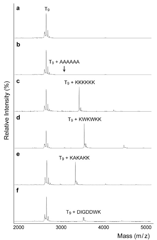 MALDI-TOF mass spectra demonstrating the formation of non-covalent complexes between DNA and peptides consisting of lysine (K) and tryptophan (W) with control peptides. T9 is a thymine oligomer (nine-mer). A: alanine, K: lysine, W: tryptophan, D: aspartate, I: isoleucine, G: glycine. The peak intensity ratio of T9-peptide complex over T9 is (b) 0.0, (c) 1.1, (d) 1.4, (e) 0.9 and (f) 0.2.