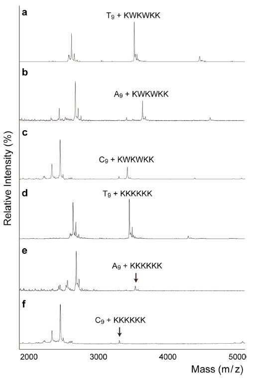 MALDI-TOF mass spectra demonstrating sequence selectivity of oligonucleotide with KWKWKK and KKKKKK. A9 is an adenine oligomer (nine-mer), and C9 is a cytosine oligomer (nine-mer). The peak intensity ratio of DNA-peptide complex over DNA oligomer is (a) 1.4 (b) 0.5, (c) 0.2, (d) 1.1, (e) 0.2 and (f) 0.1. The binding affinity decreased in the following order: T9 >A9 >C9 in both peptides.