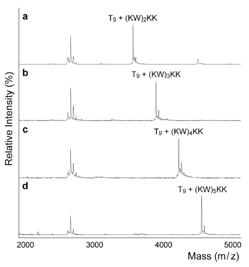 MALDI-TOF mass spectra demonstrating of DNApeptide affinity enhancement by increasing the number of KW repeats. The peak intensity ratio of DNA-peptide complex over DNA oligomer is (a) 1.1 (b) 1.2, (c) 1.4, (d) 2.1