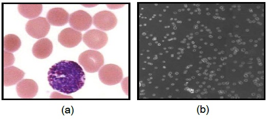 Two different cell images: (a) one of cell image types which usually has been used in other researches [5] and (b) one of the images used in the present research