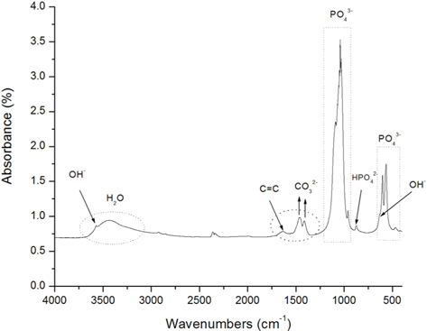 Fourier transform infrared spectroscopy spectrum of hydroxyapatite/graphene (HAP/Gr) composite powder.