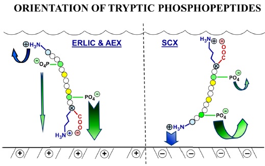 Comparison of the orientation of tryptic phosphopeptides in ERLIC and SCX. In ERLIC with an anionexchange column, the C-terminus of the phosphopeptide is orientated towards the stationary phase, because the zwitterion there repels the surface less than does the N-terminus. A phosphate closer to the C-terminus has a greater impact on retention than does a phosphate further away. Figure taken from reference 23.