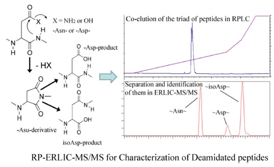 The use of RP-ERLIC-MS/MS to study peptide deamidation. When RPLC is used, peptides with Asn, n-Asp or isoAsp in the same position tend to coelute. With ERLIC, the three peptide variants are well resolved. Figure taken from reference 22.