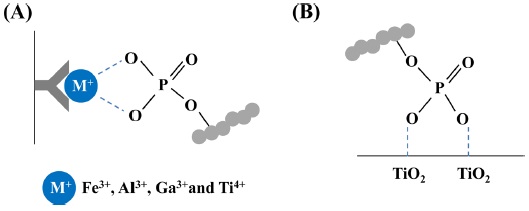 Typical enrichment methods for phosphopeptides. (A) Immobilized metal ion affinity chromatography (IMAC) and (B) titanium dioxide (TiO2) able for the specific enrichment of phosphopeptides from ordinary peptides
