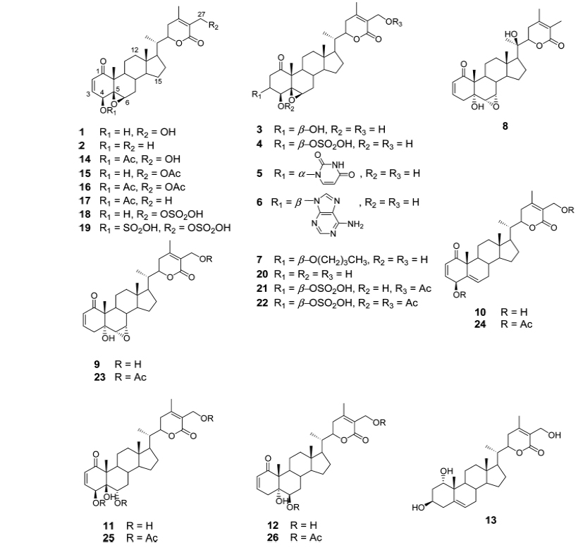 Withanolides and their Derivatives (1-26) Reported by Gunatilaka Group.
