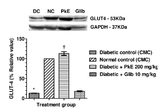 Typical immunoblot of GLUT-4 in the total membrane fraction of soleus muscle. *p < 0.001 vs. normal control; †p < 0.001 vs. diabetic control.