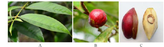 The (A) leaves, (B) fruit and (C) pit of P. macrocarpa