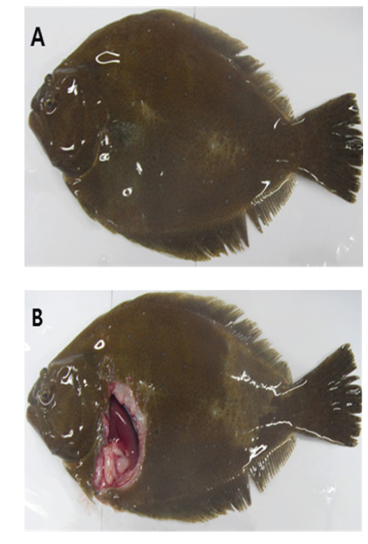 The external (A) and internal (B) signs of the emaciated olive flounder Paralichthys olivaceus.