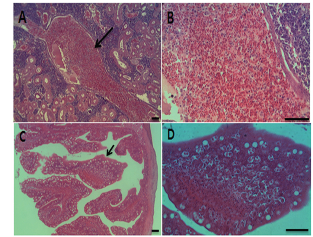 Histological findings of kidney (A, ×200 and B, ×400) and intestine (C, ×200 and D, ×400) from the emaciated olive flounder Paralichthys olivaceus. H & E stain. Bar = 20 μm.