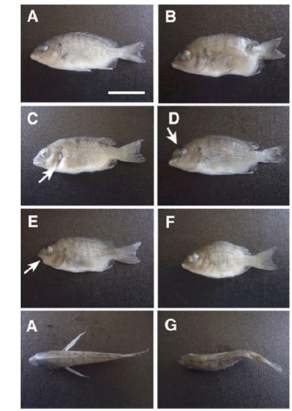 Examples of external normal and abnormal of blackhead seabream Acanthopagrus schlegeli juveniles. A, Normal; B, Lordosis; C, Reduction of opercular; D, Deformity in head; E, Deformity of jaw; F, Shortened body condition; G, Scoliosis. Arrow indicates the place of deformity. Scale bar = 1 cm.