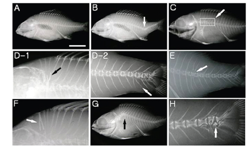 Examples of skeletal normal and abnormal of blackhead seabream Acanthopagrus schlegeli juveniles by soft X-ray photographs. A, Normal; B, Lordosis; C, Deformity of vertebral column; D, Deformity of neural (1) and hemal spine (2); E, Fused vertebrae; F, Deformity in free interneural spine; G, Kyphosis; H, Deformity of caudal skeleton. Arrow indicates the place of deformity. Scale bar = 1 cm.