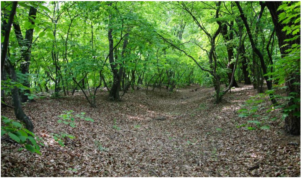 The natural condition of the micro-topography on the Sangnim forest floor. The dominant species of the forest canopy is Carpinus tschonoskii, which is a major element of the potential natural vegetation of the Sangnim area (May 20, 2011).