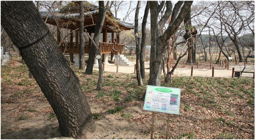 Sangnim, a relic forest threatened by introduction of various facilities and exotic species (April 5, 2008).