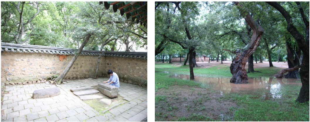 Two elm trees barely surviving by the wall of the Kyerim monument house (left photo, September 5, 2008), and king willows (Salix chaenomeloides) occurring on low-lying ground in the Kyerim area (right photo, July 16, 2010).
