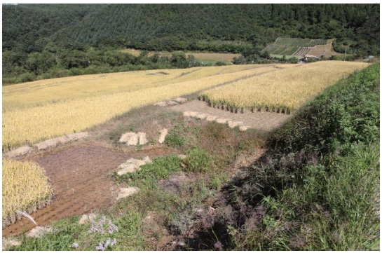 논의 상부에 나타나는 통과류에 의존하는 습지(2013.10.05 촬영)