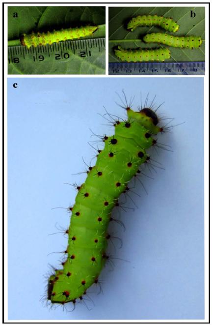Third instar larva of A. mylitta: (a). Second moult out 3rd instar larva, (b). 3rd instar larvae before third moult and (c). Grown up 3rd instar larva.