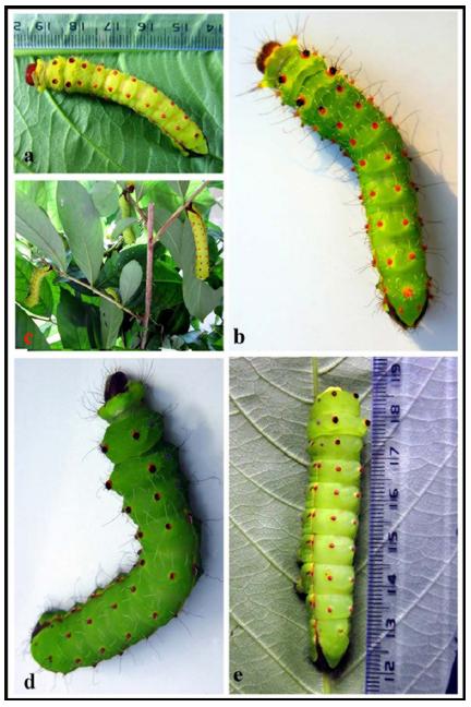 (a & b). Fourth instar moult out larva, (c). Feeding of IV instar larvae on Lagerstroemia speciosa, (d). Grown up IV instar larva and (e). Larva before 4th moult.