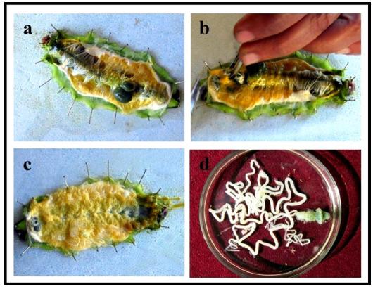(a, b & c). Dissection of matured larva of A. mylitta to get silk gland and (d). Silk gland of A. mylitta.