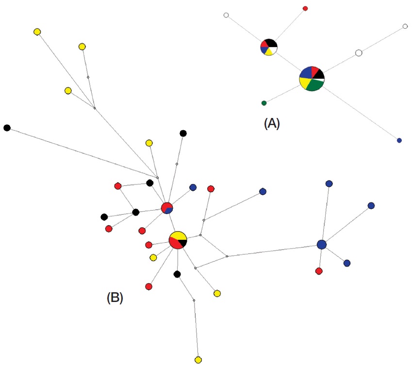 Haplotype networks of Littorina brevicula (A) and Fistulobalanus albicostatus (B) drawn by NETWORK 5.0.0.0. Each color denotes sampling location of sequences represented in Fig. 1.