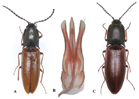 Adults of Acteniceromorphus ferrugineipennis in Korea. A: male, B: aedeagus, C: female.