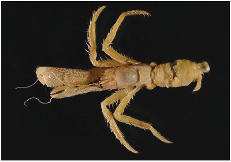 Discorsopagurus maclaughlinae Komai, 1995 (male, sl 3.8 mm). sl, shield length.