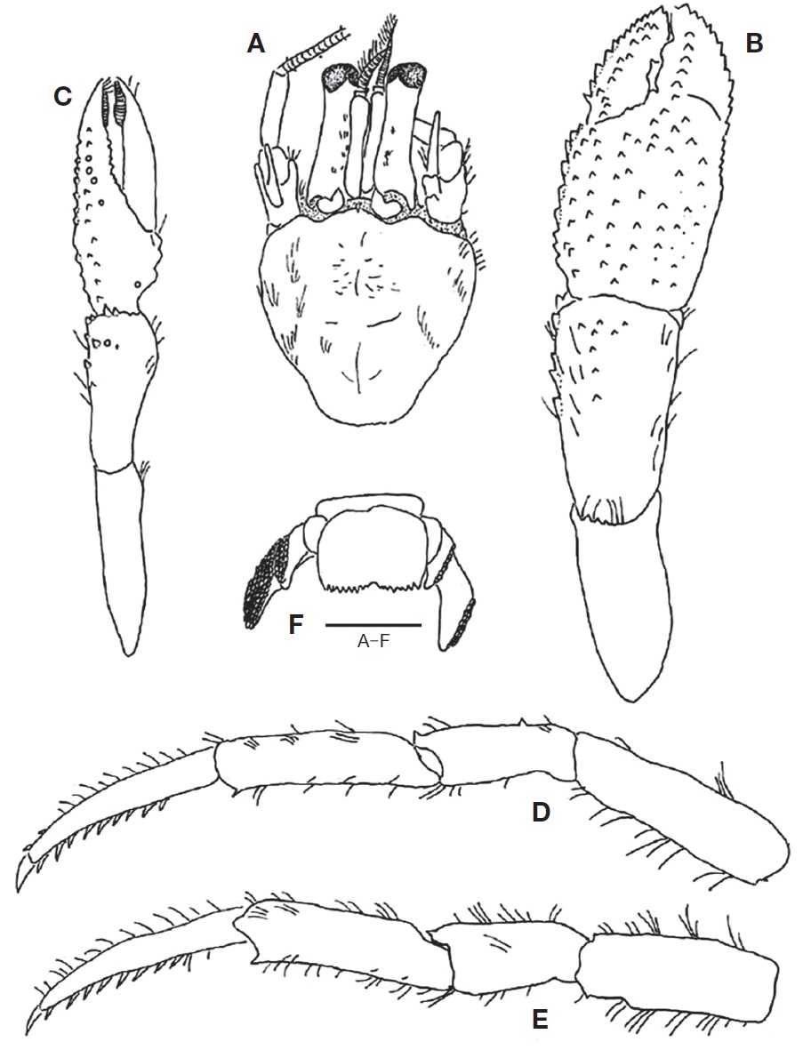 Discorsopagurus maclaughlinae Komai, 1995, male. A, Shield and cephalic appendages; B, Right cheliped, dorsal; C, Left cheliped, dorsal; D, Right second pereopod, lateral; E, Right third pereopod, lateral; F, Telson, dorsal. B, C, F, Setae partially omitted. Scale bar: A-F=2.0 mm.