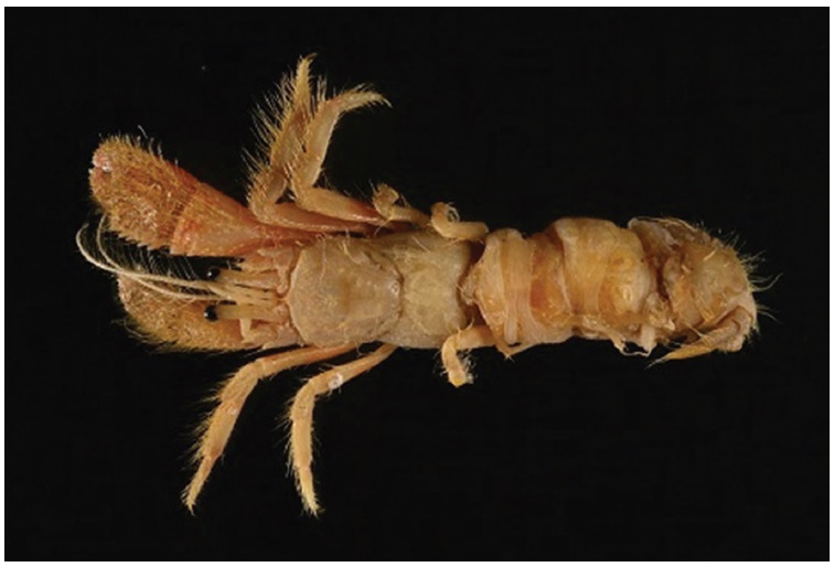 Discorsopagurus tubicola Komai, 2003 (female, sl 3.51 mm). sl, shield length.