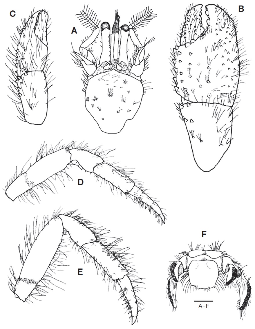 Discorsopagurus tubicola Komai, 2003, female. A, Shield and cephalic appendages; B, Right cheliped chela and carpus, dorsal; C, Left cheliped chela and carpus, dorsal; D, Left second pereopod, lateral; E, Left third pereopod, lateral; F, Telson, dorsal. Scale bar: A-F=2.0 mm.