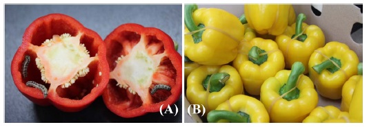 Preparation of confirmatory test. (A) Paprika were inoculated with five to six H. assulta larvae. (B) After inoculation, rubber bands fixed paprika in a closed position to prevent escape. Pupae were infected using the same method.