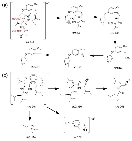 Suggested fragmentation behaviors of compounds 1 (a) and 9 (b).