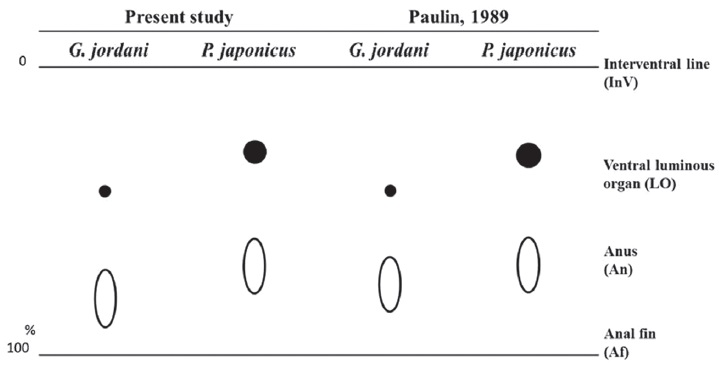 Illustrations of the sizes and positions of the luminous organs in ventral view of Gadella jordani and Physiculus japonicus (cited from Paulin, 1989).