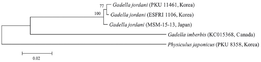 Neighbor joining tree inffered from mt-COI, showing phylogenetic relationships for Gadella jordani specimens. Bootstrapping values obtained from Kimura two-parameter method are shown in each node in order. Scale bar indicates a genetic distance (d) of 0.02.