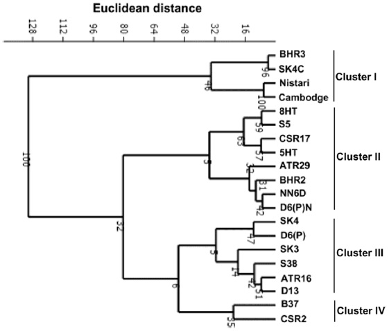 Phylogenetic relationship of silkworm breeds based on six rearing traits at four different temperature regimes.