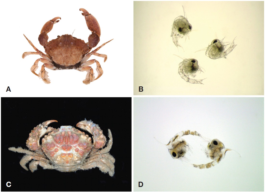 Color photos of crab and the first zoeas of Parapanope euagora and Halimede fragifer. A, Crab of P. euagora; B, First zoeas of P. euagora; C, Crab of H. fragifer; D, First zoeas of H. fragifer.